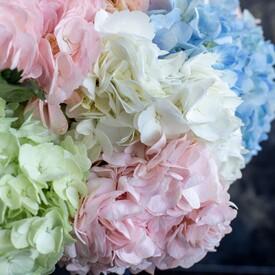 Букет из 11 гортензий микс в коробке 