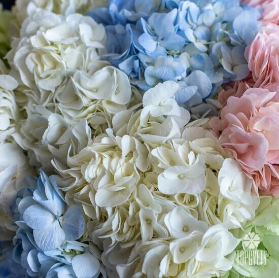 Букет из 11 гортензий микс в коробке 