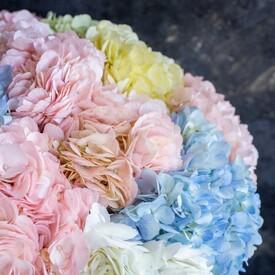 Букет из 11 гортензий микс в коробке 