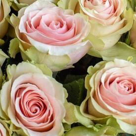 Букет из 51 желто-розовой розы Тиффани 50см