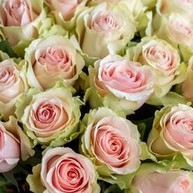 Букет из 51 желто-розовой розы Тиффани 50см