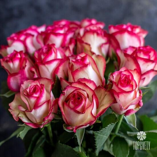 Букет из 15 розовых роз Карусель 50см