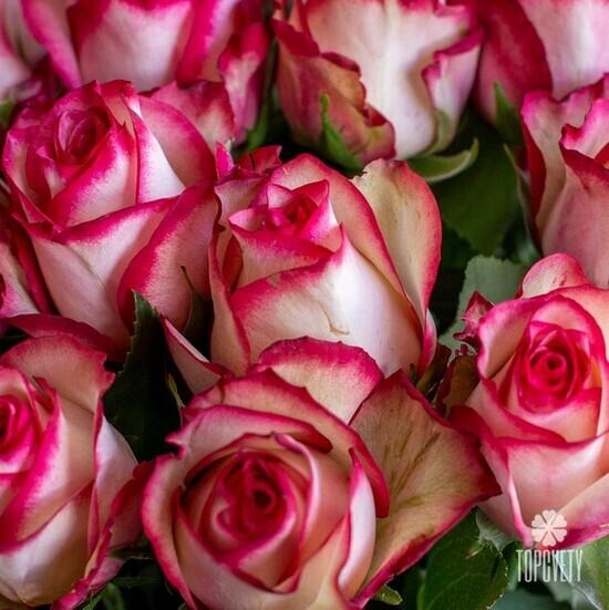 Букет из 15 розовых роз Карусель 50см