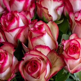 Букет из 15 розовых роз Карусель 50см