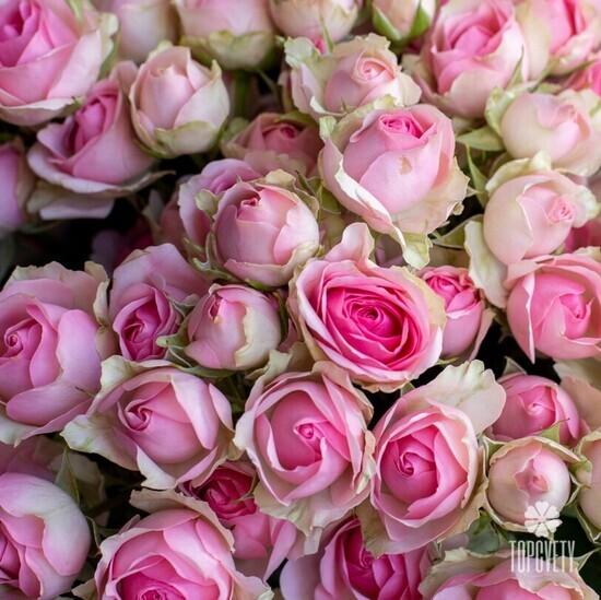Букет из 51 кустовой пионовидной розы 60см