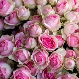 Букет из 51 кустовой пионовидной розы 60см