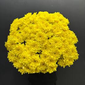 Букет из 15 желтых кустовых хризантем 