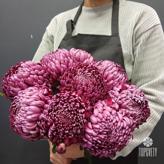 Букет из 9 феолетовых одноголовых хризантем Россия