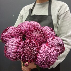 Букет из 9 феолетовых одноголовых хризантем Россия