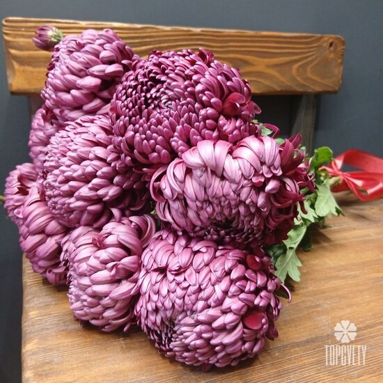 Букет из 9 феолетовых одноголовых хризантем Россия