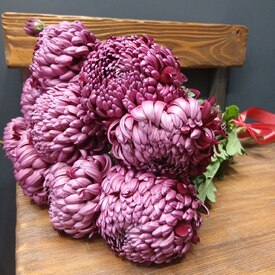 Букет из 9 феолетовых одноголовых хризантем Россия