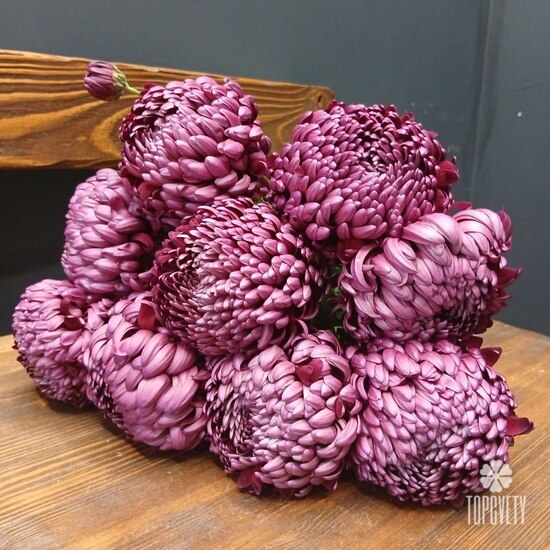 Букет из 9 феолетовых одноголовых хризантем Россия