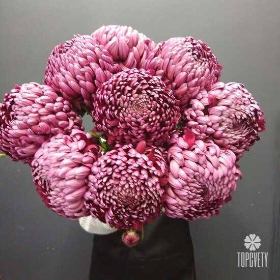 Букет из 9 феолетовых одноголовых хризантем Россия