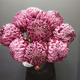 Букет из 9 феолетовых одноголовых хризантем Россия