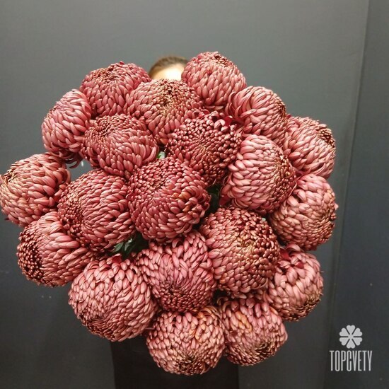 Букет из 21 коралловых одноголовых хризантем Россия