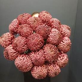 Букет из 21 коралловых одноголовых хризантем Россия