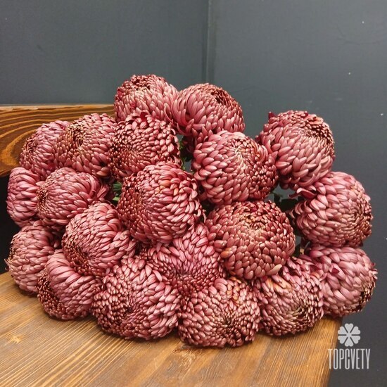 Букет из 21 коралловых одноголовых хризантем Россия