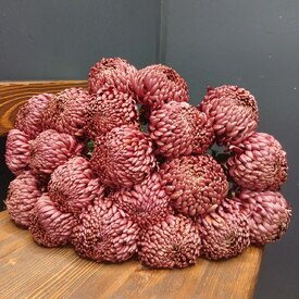 Букет из 21 коралловых одноголовых хризантем Россия