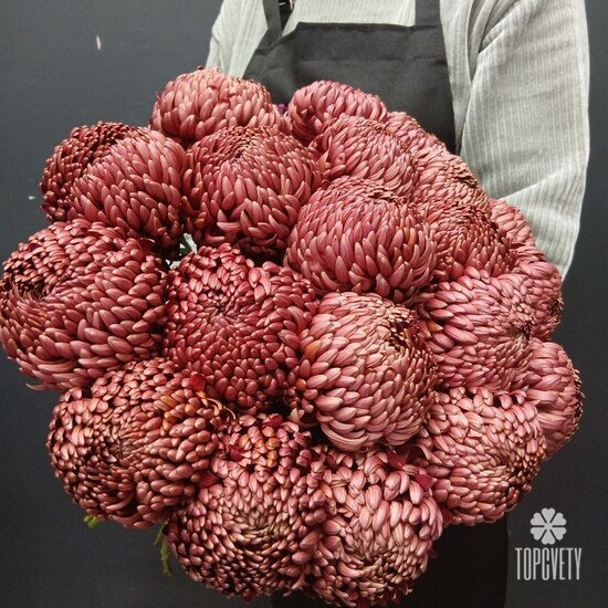 Букет из 21 коралловых одноголовых хризантем Россия