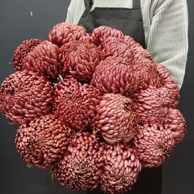 Букет из 21 коралловых одноголовых хризантем Россия