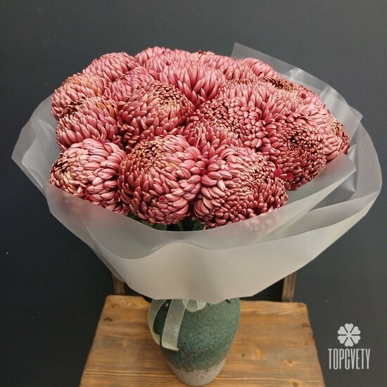 Букет из 21 коралловых одноголовых хризантем Россия