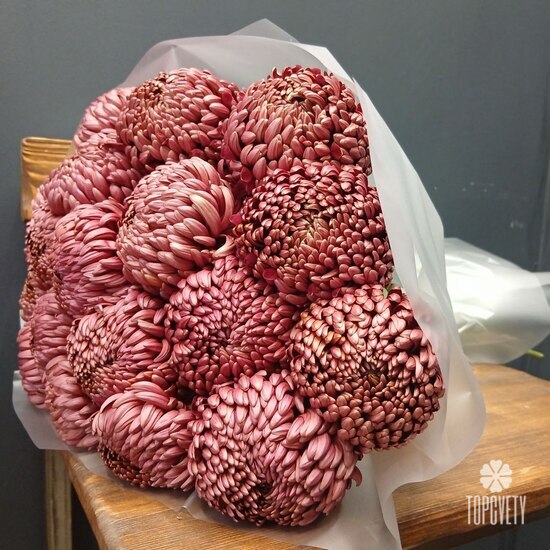 Букет из 21 коралловых одноголовых хризантем Россия