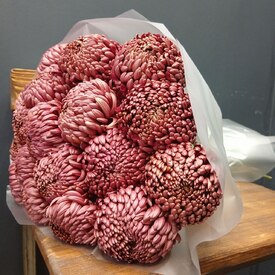 Букет из 21 коралловых одноголовых хризантем Россия