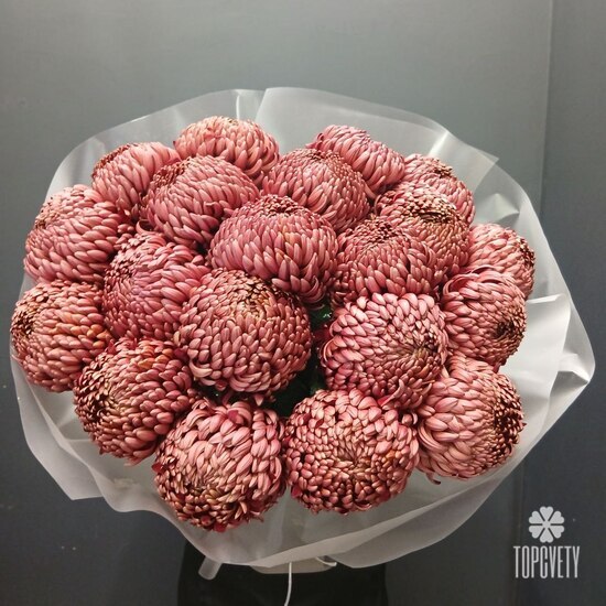 Букет из 21 коралловых одноголовых хризантем Россия