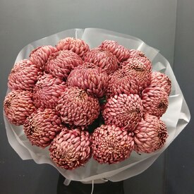 Букет из 21 коралловых одноголовых хризантем Россия
