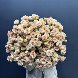  Букет из 51 кремовых кустовых роз 50см