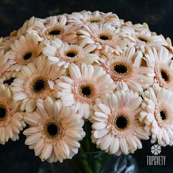 Букет из 21 кремовой герберы