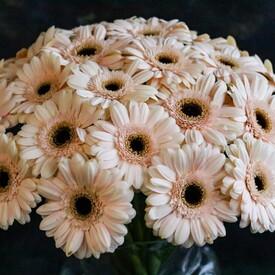 Букет из 21 кремовой герберы