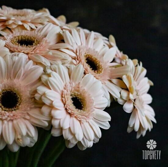 Букет из 21 кремовой герберы