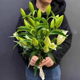 Букет из 3 белых Лилий