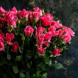 Букет из 21 кустовой розы 50см