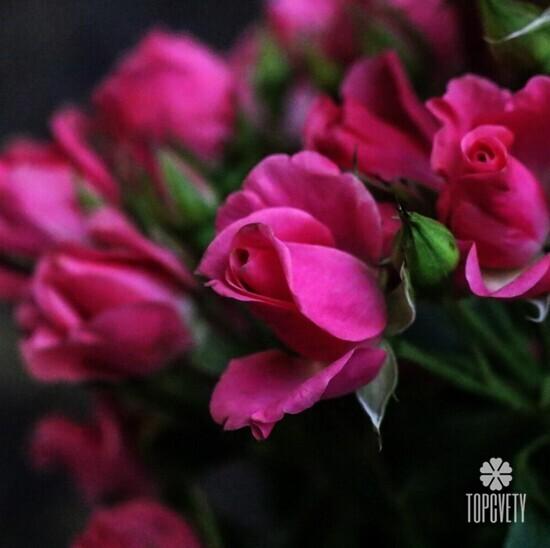 Букет из 21 кустовой розы 50см