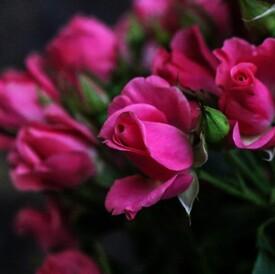 Букет из 21 кустовой розы 50см