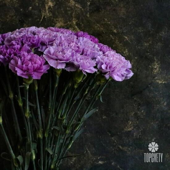 Букет из 25 сиреневых сортовых гвоздик