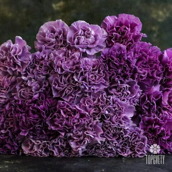 Букет из 25 сиреневых сортовых гвоздик