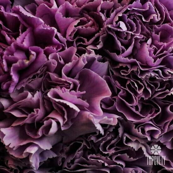 Букет из 25 сиреневых сортовых гвоздик