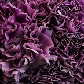 Букет из 25 сиреневых сортовых гвоздик