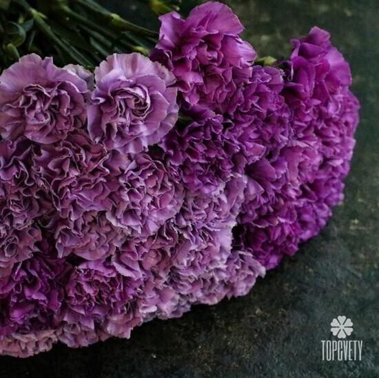 Букет из 25 сиреневых сортовых гвоздик