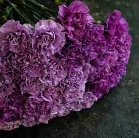 Букет из 25 сиреневых сортовых гвоздик