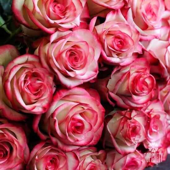 Букет из 19 розовых роз 