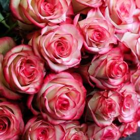 Букет из 19 розовых роз 