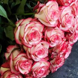 Букет из 19 розовых роз 