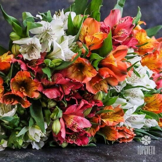 Букет из 21 альстромерии микс