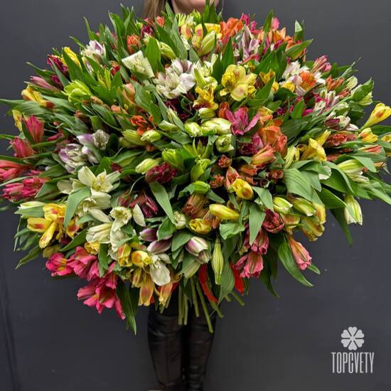 Букет из 75 альстромерии