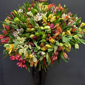 Букет из 75 альстромерии