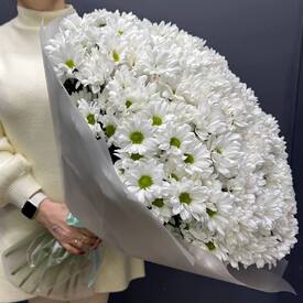 Букет из  51 кустовой хризантемы  Бокарди